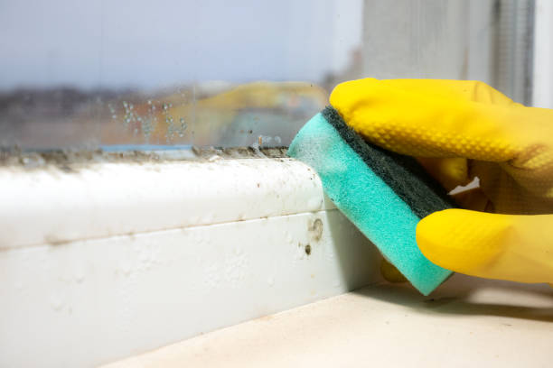 Best Mold Odor Removal Services  in Dadeville, AL